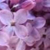 lavenfireflies